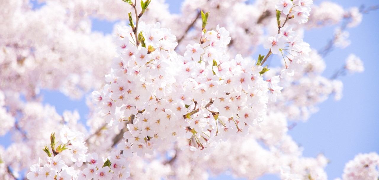 桜の花の画像