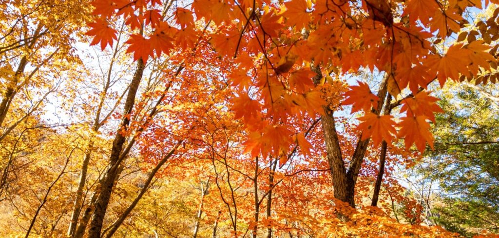秋の紅葉