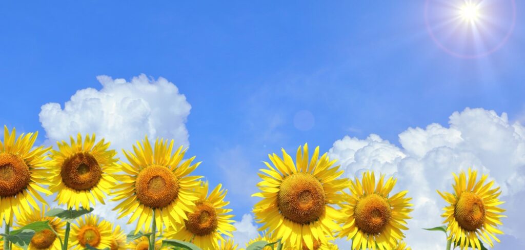 夏のひまわりとまぶしい太陽