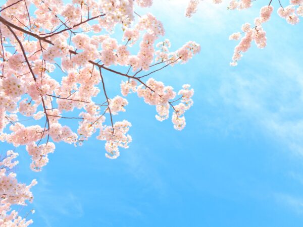 桜の木