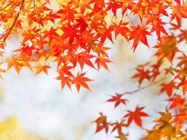 秋の紅葉